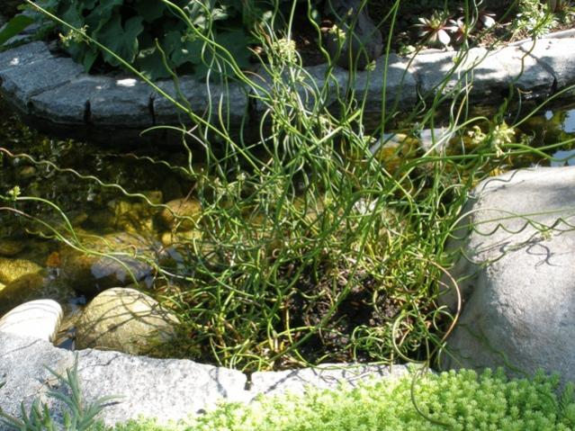 Juncus effusus spiralis