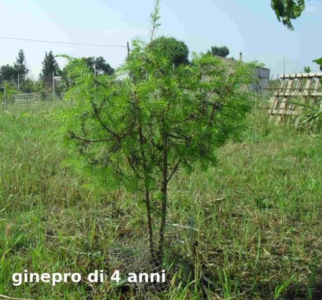 Juniperus communis L. Ginepro comune nero sardo