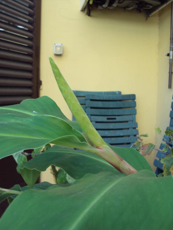 Kahili Ginger bocciolo fiorale