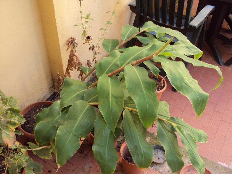 Kahili Ginger