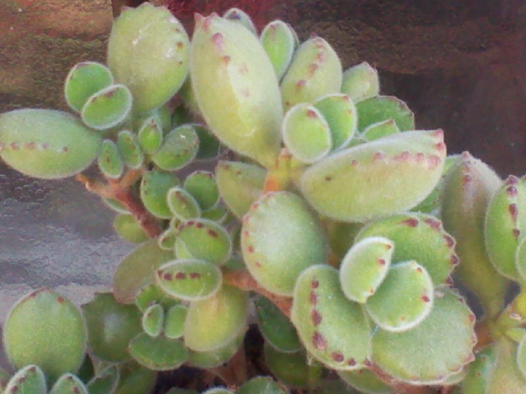 Kalanchoe Beharensis