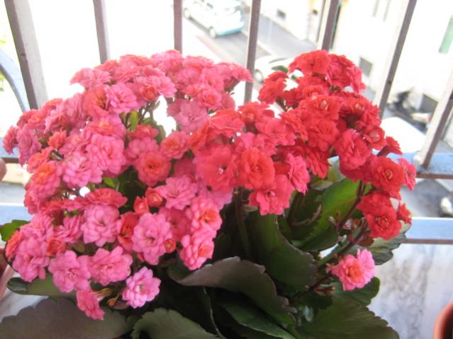 Kalanchoe Blossfeldiana