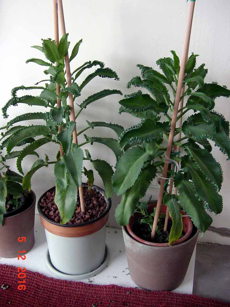 Kalanchoe Daigremontiana Crassulaeae