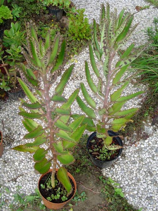 Kalanchoe daigremontiana - temperatura minima sopportata: +5°C