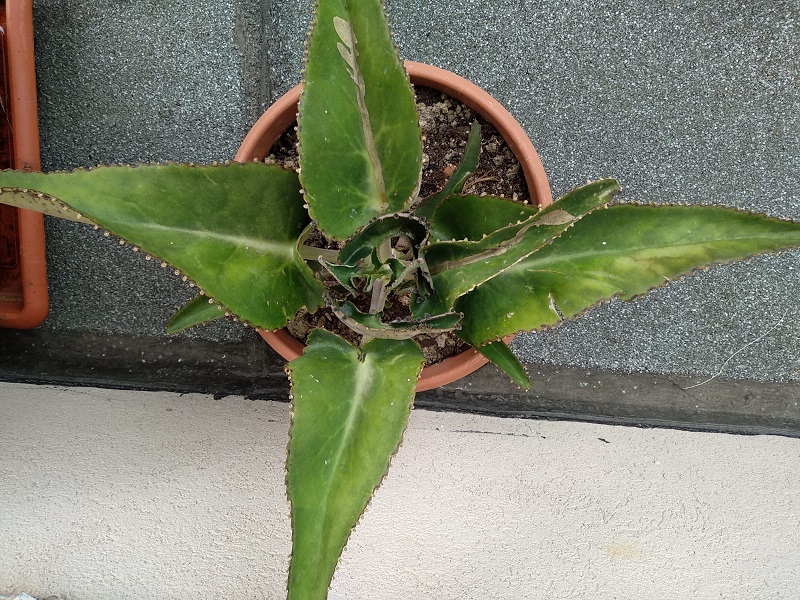 kalanchoe daigremontiana