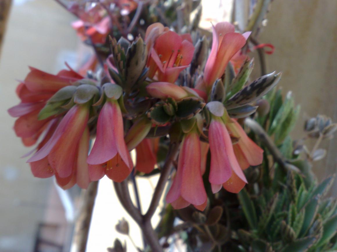 Kalanchoe Daigremontiana