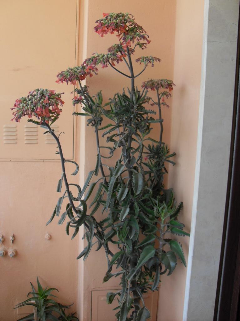 Kalanchoe daigremontiana