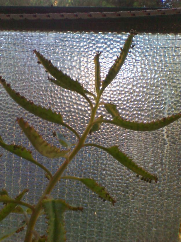 Bryophyllum Daigremontianum - Plant Is A Succulent... 8BB