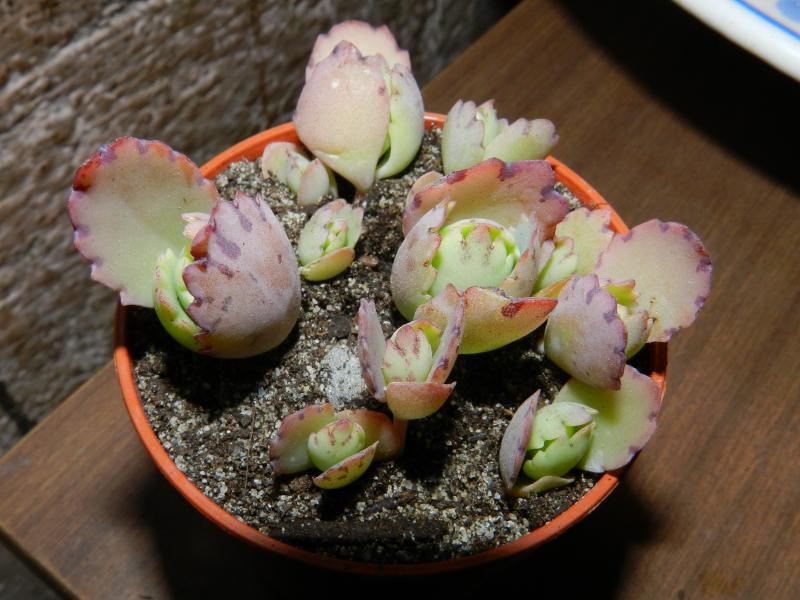 kalanchoe fedtschenkoi