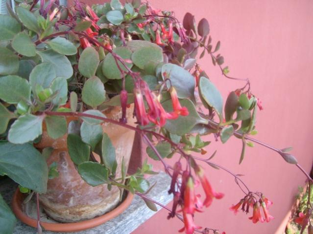 kalanchoe tessa