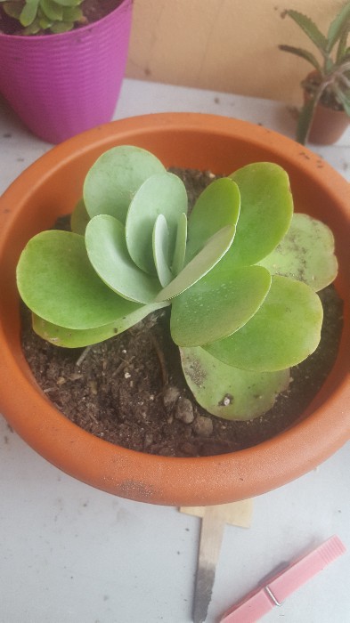 Kalanchoe Thyrsiflora