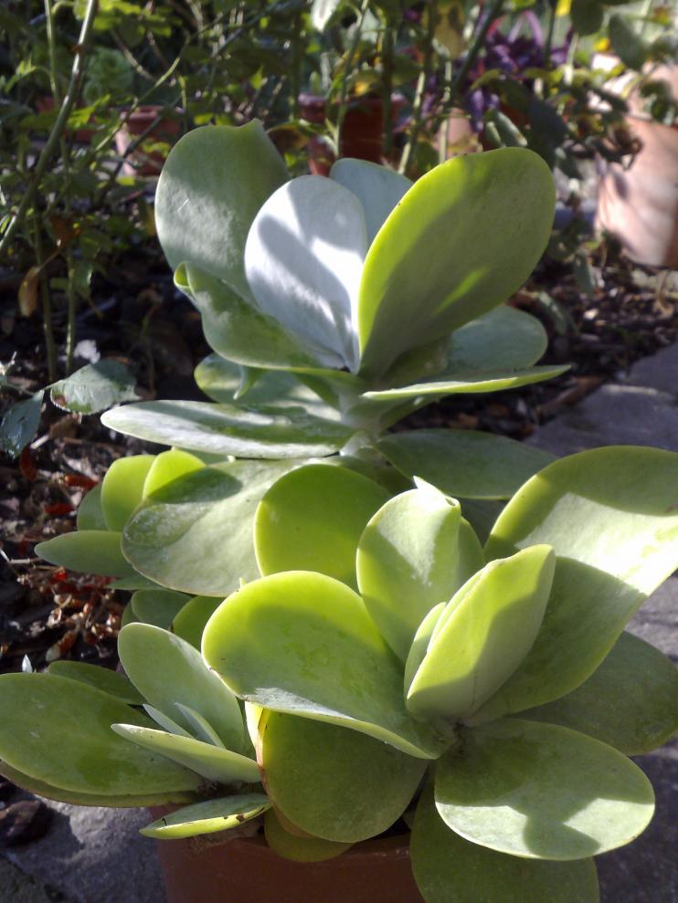 Kalanchoe thyrsiflora