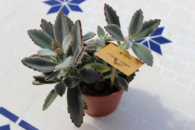 kalanchoe tomentosa