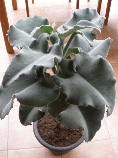 kalanchoe