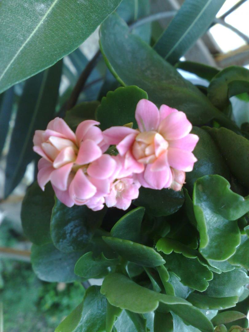 Kalanchoe