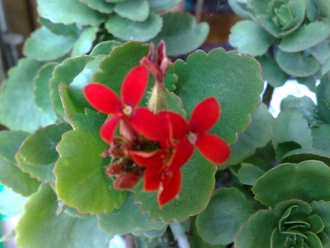 Kalanchoe