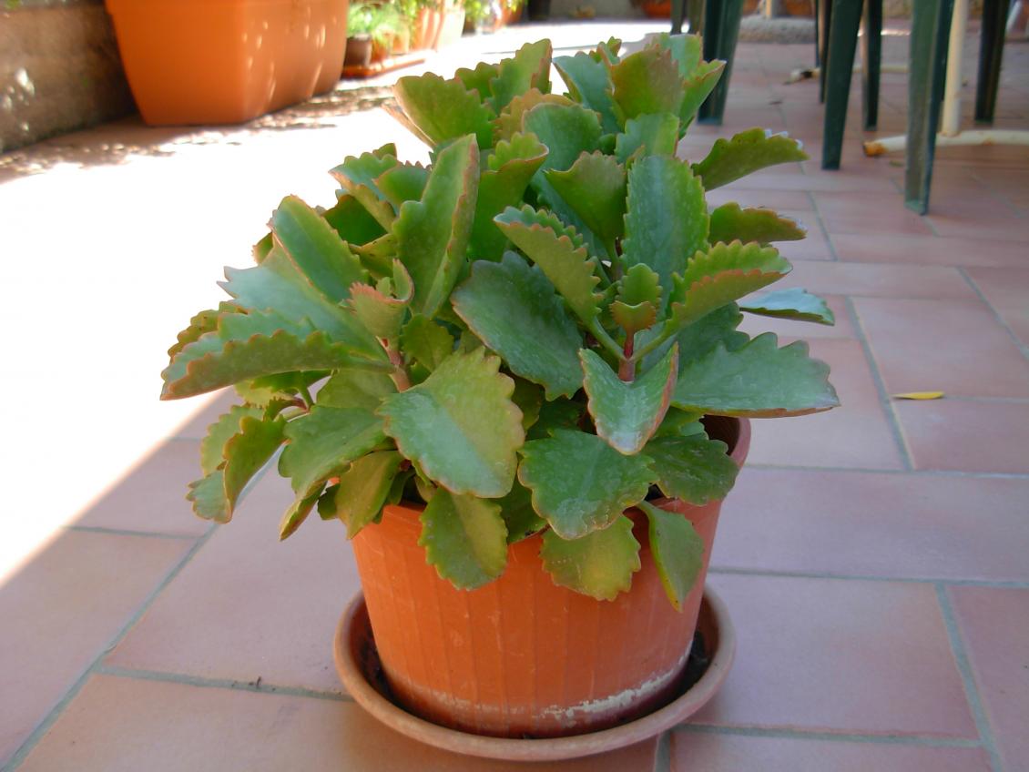kalanchoe