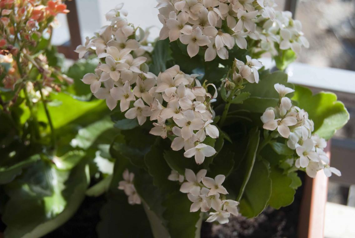 kalanchoe