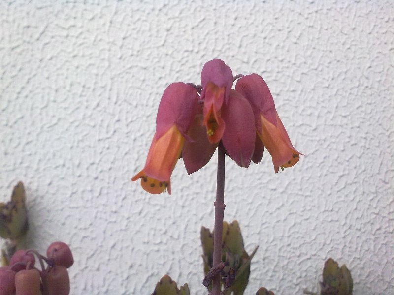 kalanchoe