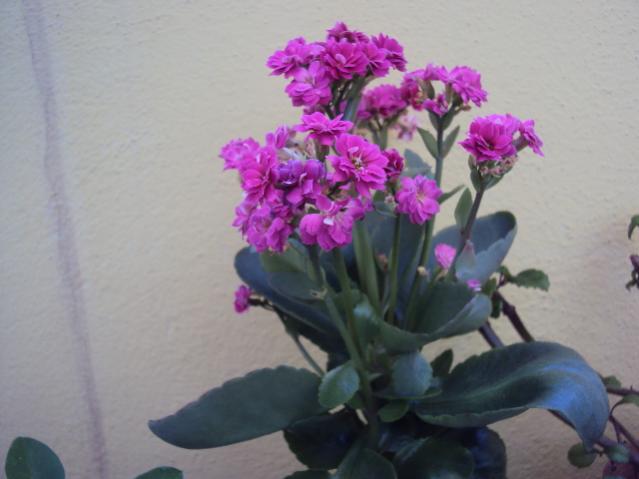 kalanckoe blossfeldiana