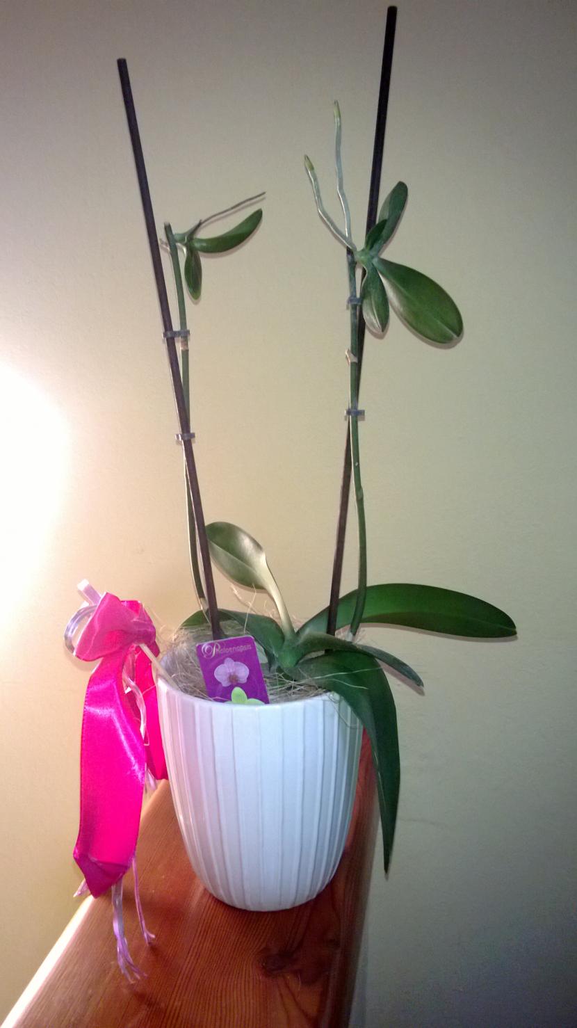 Keiki