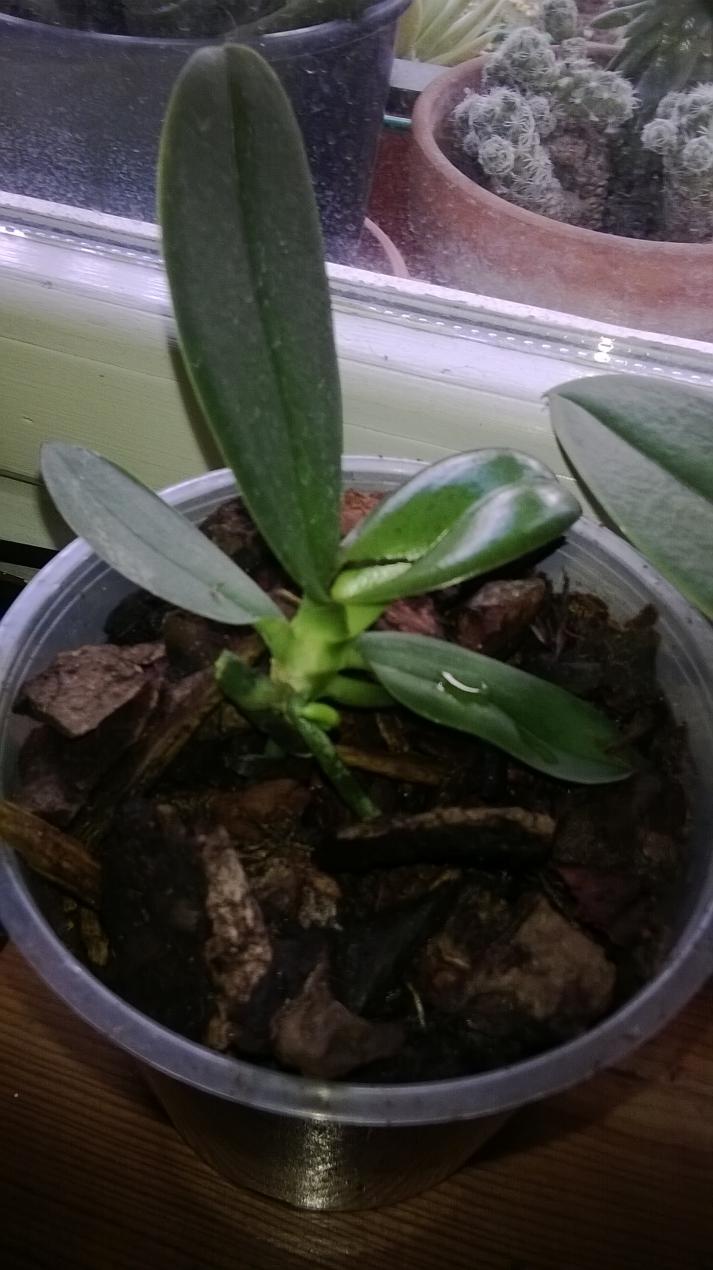 Keiki