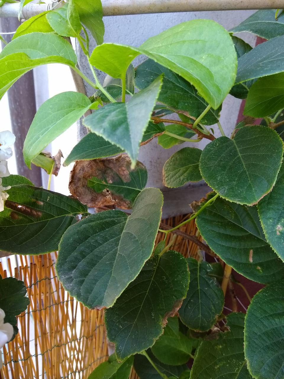 Kiwi1
