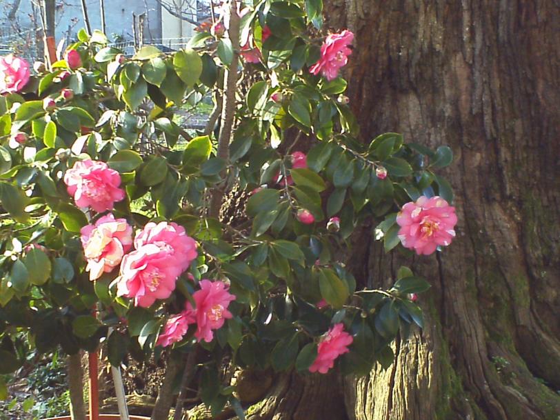 La camelia della vicina