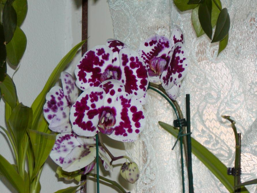 la mia adorata orchidea