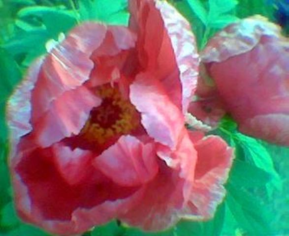 La mia prima peonia, la Naniwa Nishiki