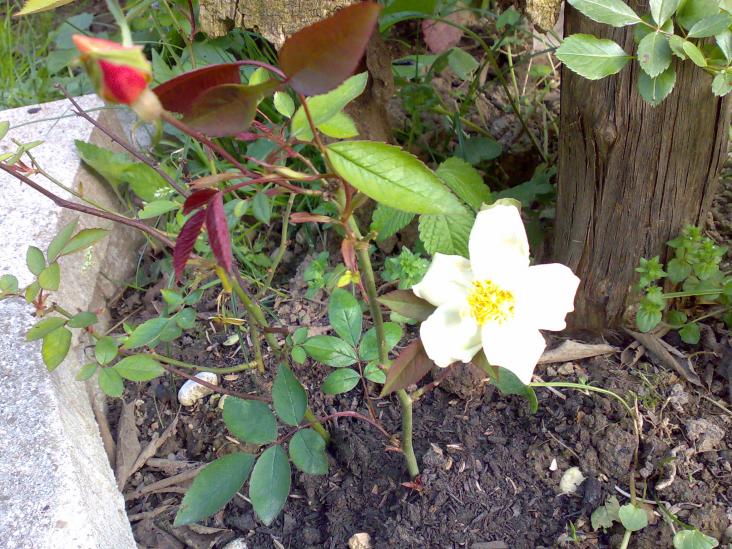 la prima chinensis mutabilis da talea.