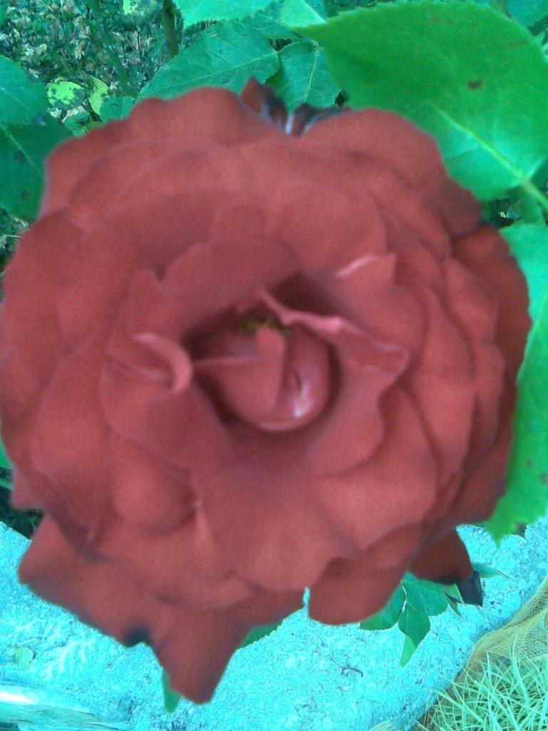 La Rosa Rossa