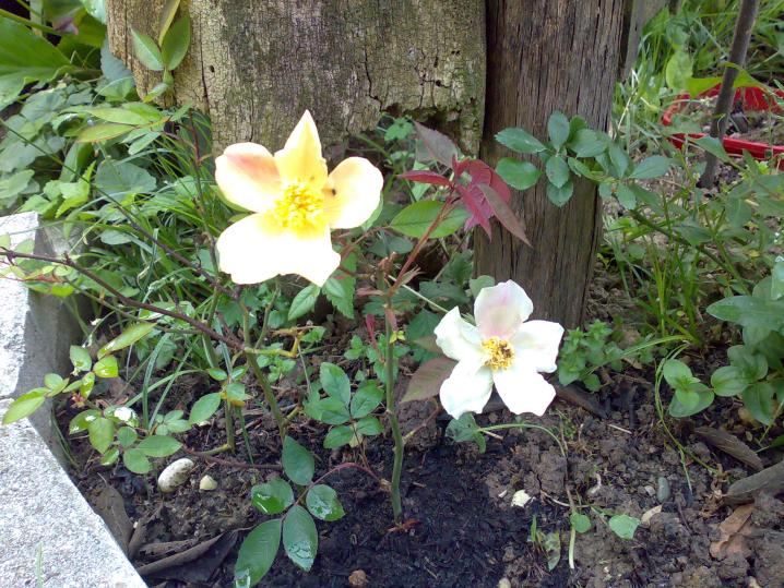 la seconda mutabilis