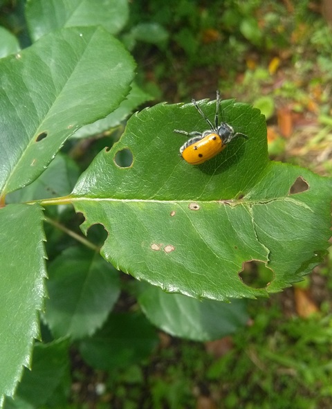 Lachnaia italica italica su Rosa 21/5/2018