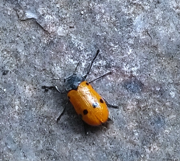 Lachnaia Italica Subsp.italica