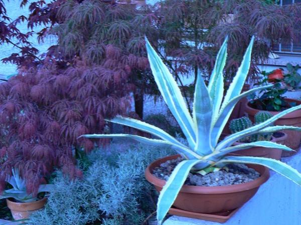 l'agave in primo piano in compagnia delle grasse della liquerizia e degli aceri