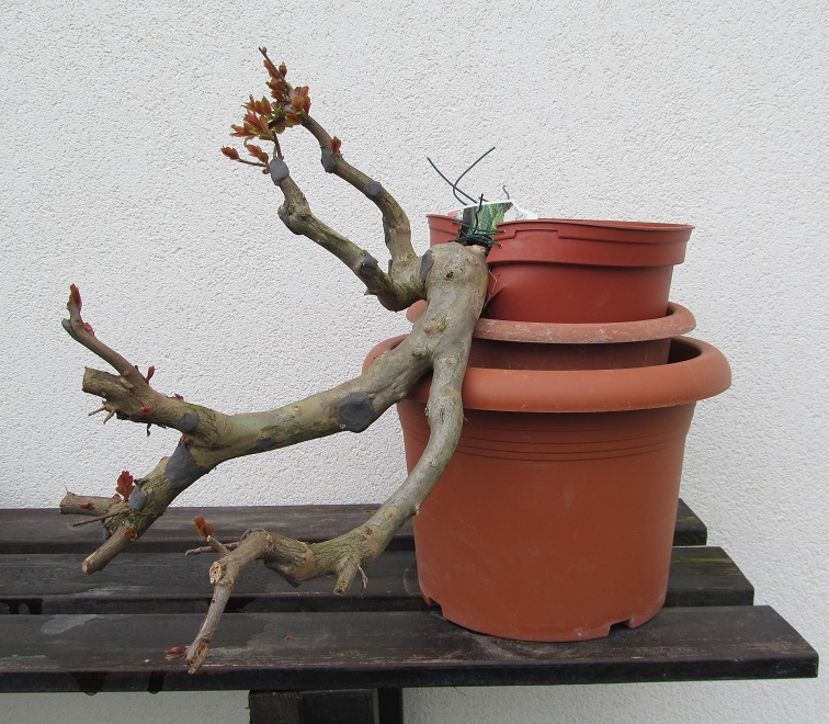 LAGERSTROEMIA CASCATA 2015 - 4