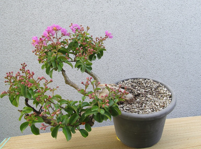 LAGERSTROEMIA E HAN-KENGAI 2019-8