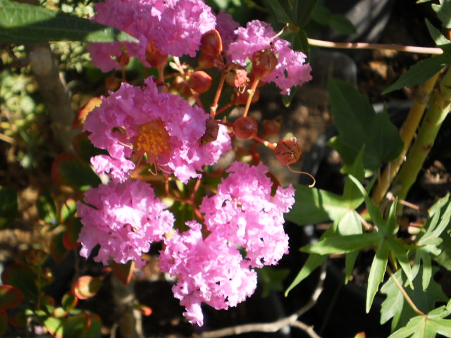 lagerstroemia