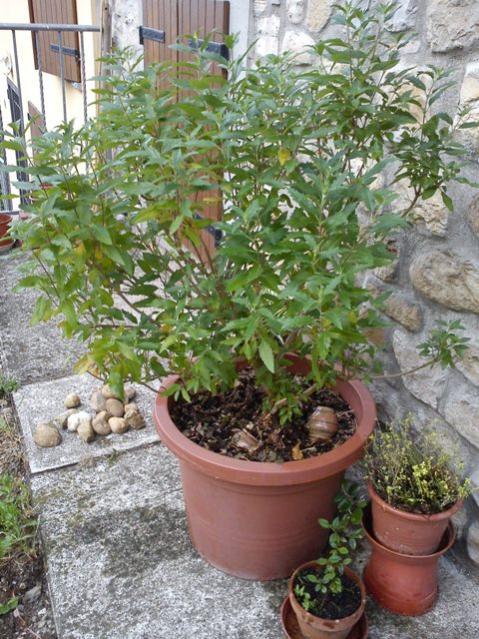 L'Albero delle Farfalle