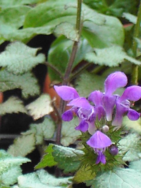 Lamium maculatum "Pink Nancy"