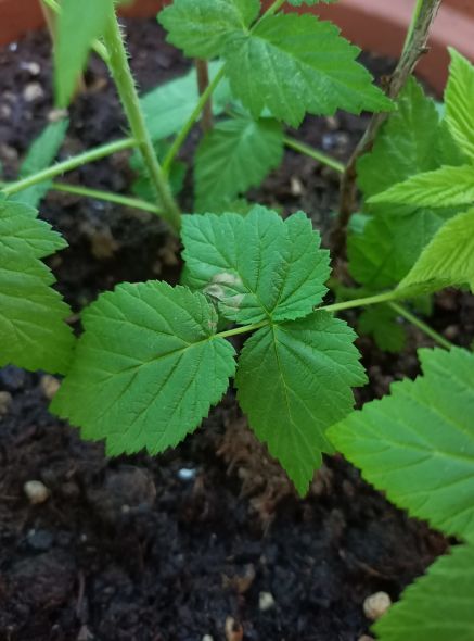 Lampone giallo foglie pollone