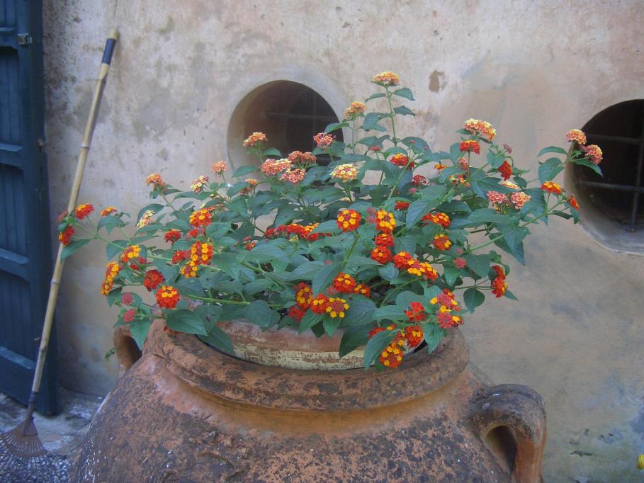 Lantana Camara