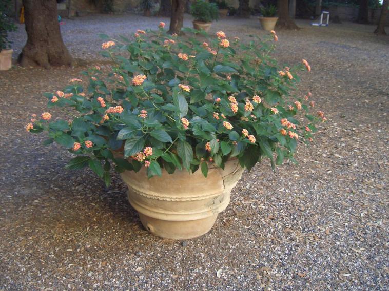 Lantana Camara