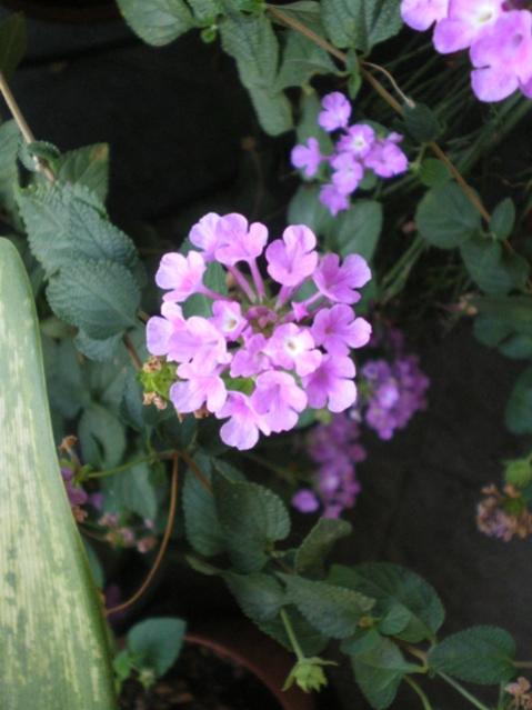 lantana sellowiana2