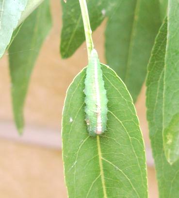 Larva afidi