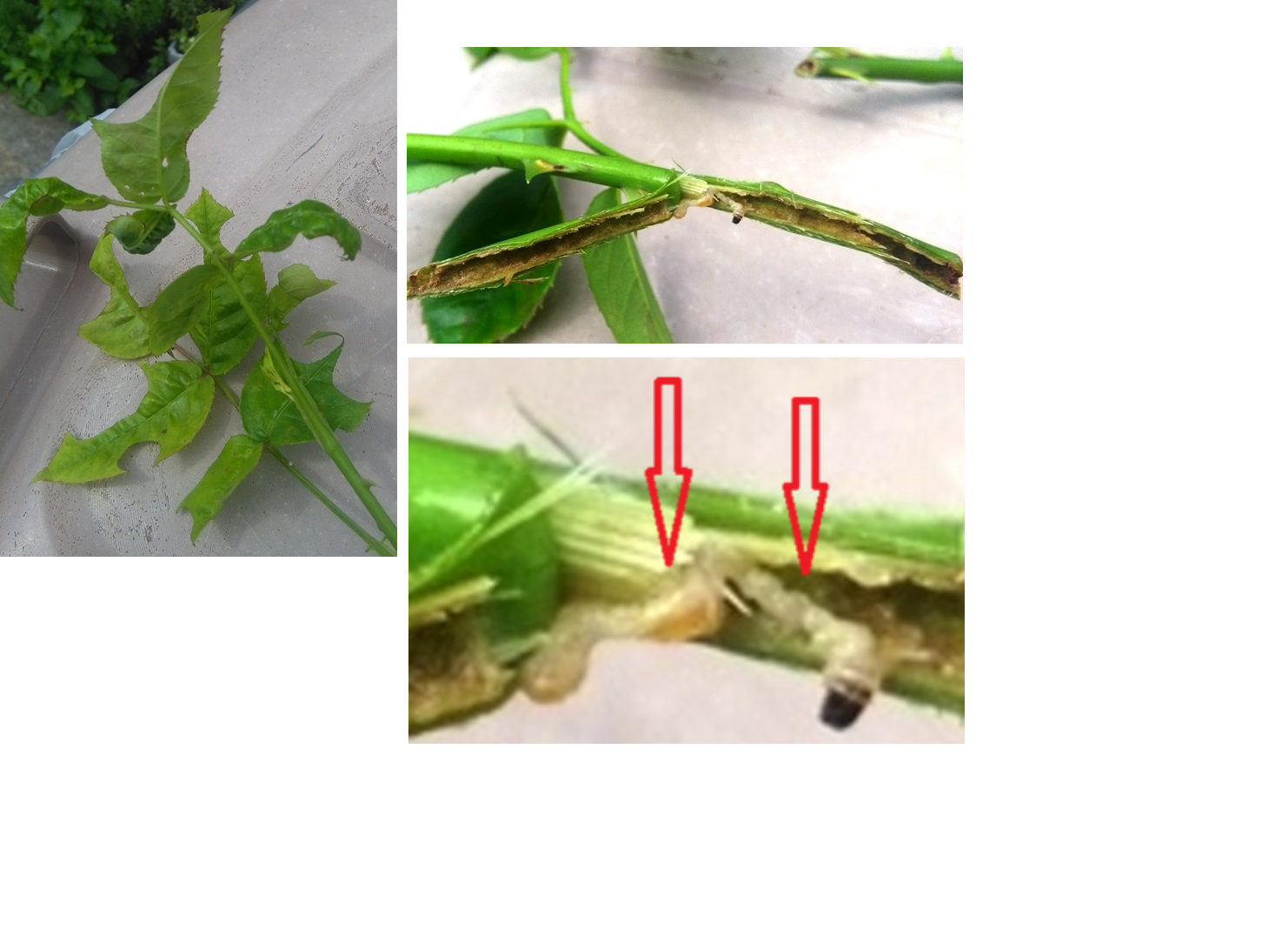 Larva da identificare all'interno di ramo di Rosa M.me Meilland 21/5/2018