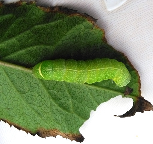 larva di Orthosa cerasi su Rosa Terry 26/5/2018