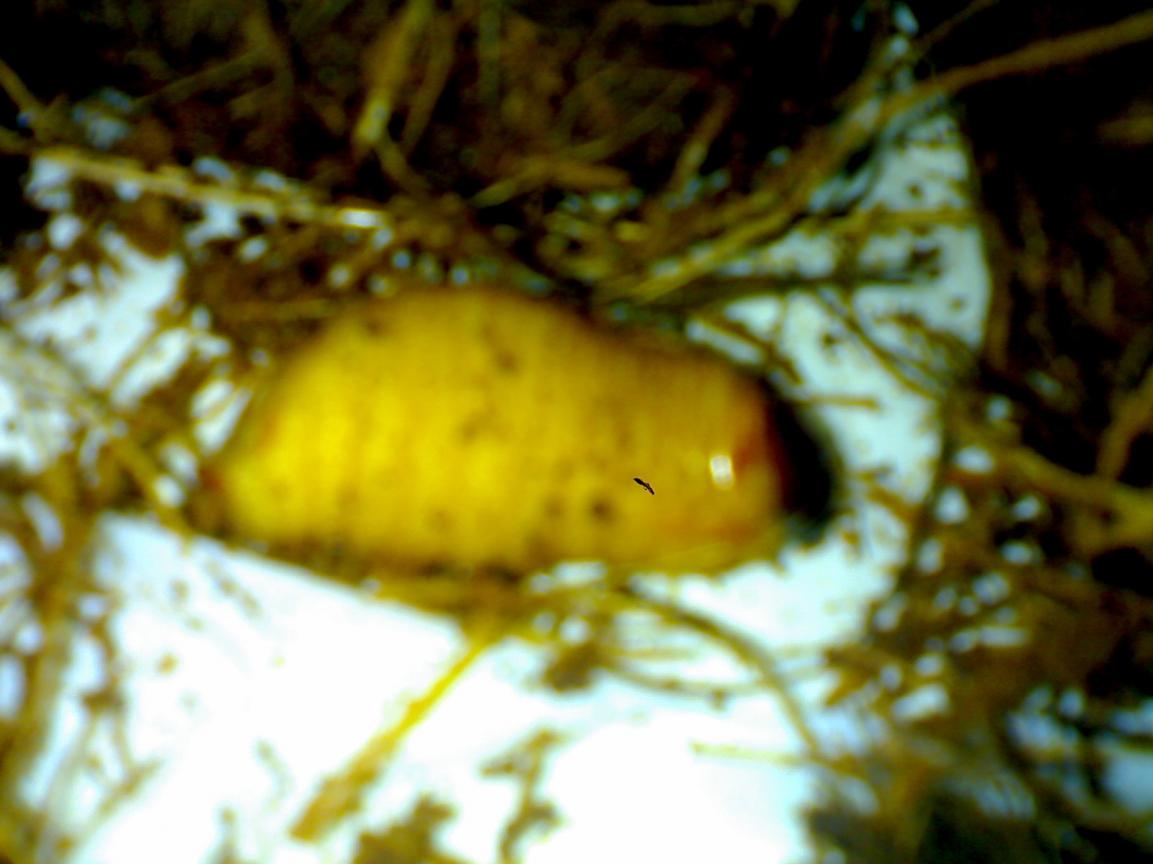 larva