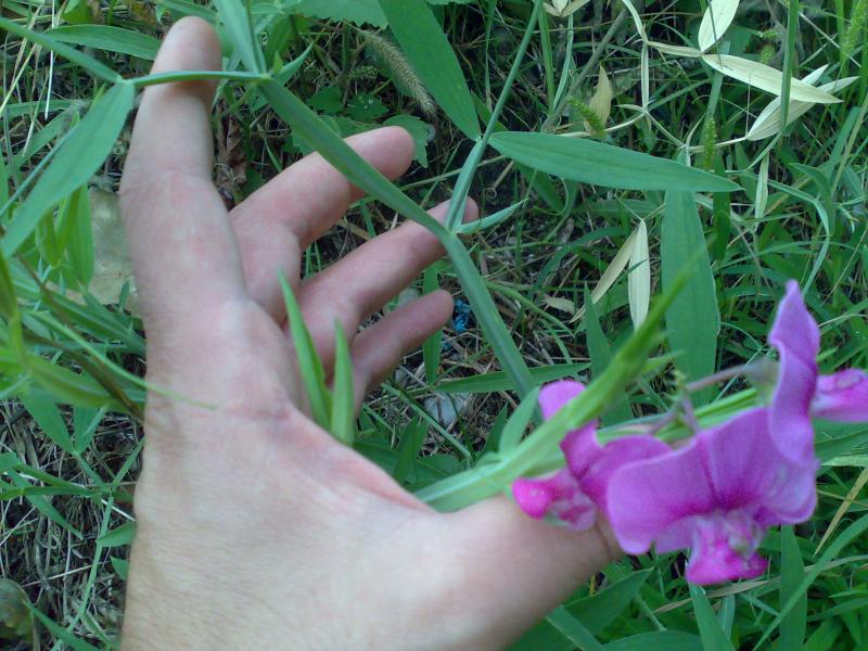 lathyrus 2